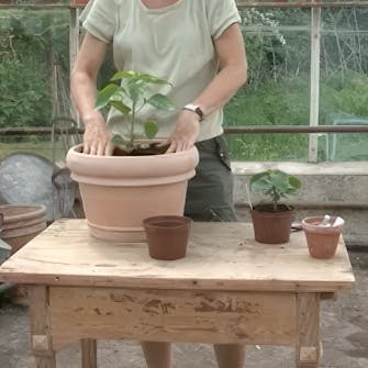 chili drivhus chili drivhus